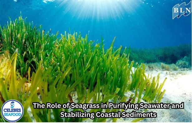The Role of Seagrass in Purifying Seawater and Stabilizing Coastal Sediments